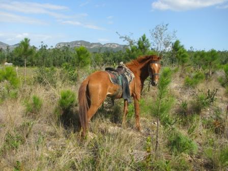 Horse, Vinales Horse, Vinale